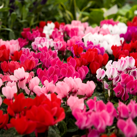 Cyclamen Growers Selection 10.5cm - Frankton's