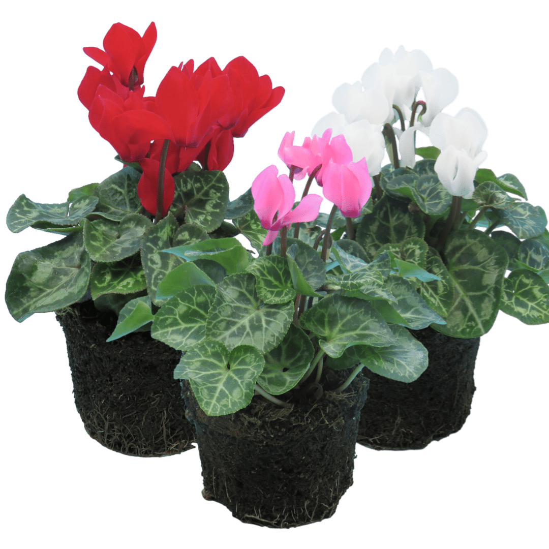 Cyclamen Growers Selection 10.5cm - Frankton's