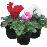 Cyclamen Growers Selection 10.5cm - Frankton's