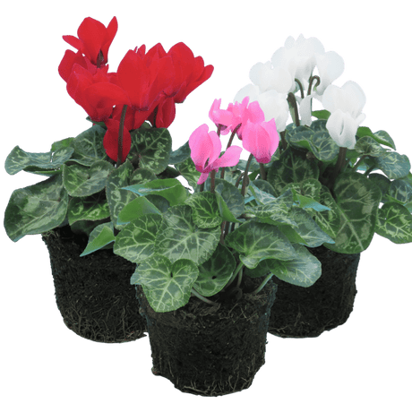 Cyclamen Growers Selection 10.5cm - Frankton's
