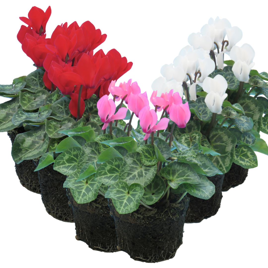 Cyclamen Growers Selection 10.5cm - Frankton's
