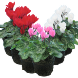 Cyclamen Growers Selection 10.5cm - Frankton's