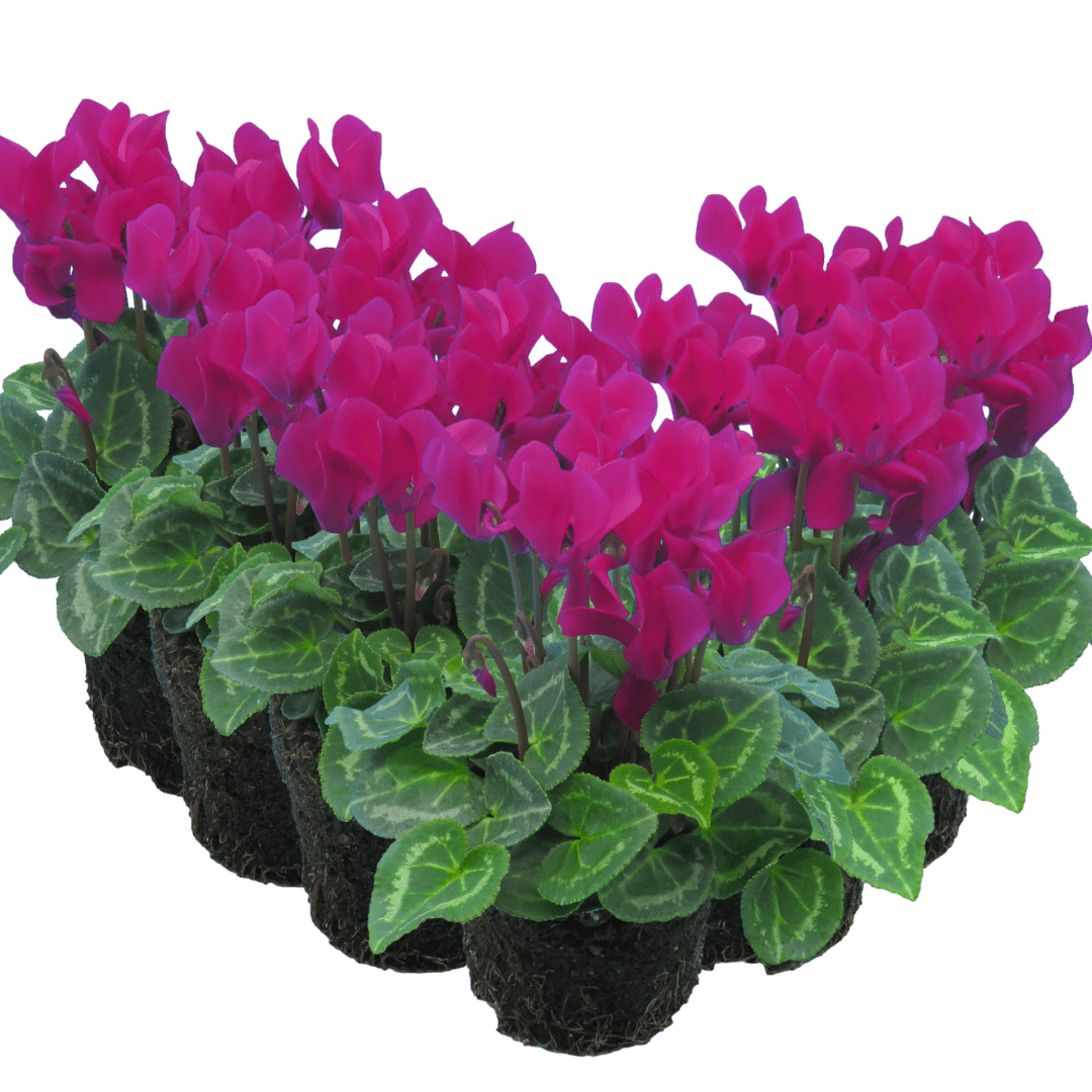 Cyclamen Purple 10.5cm - Frankton's