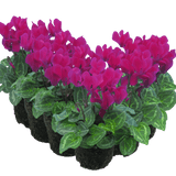 Cyclamen Purple 10.5cm - Frankton's