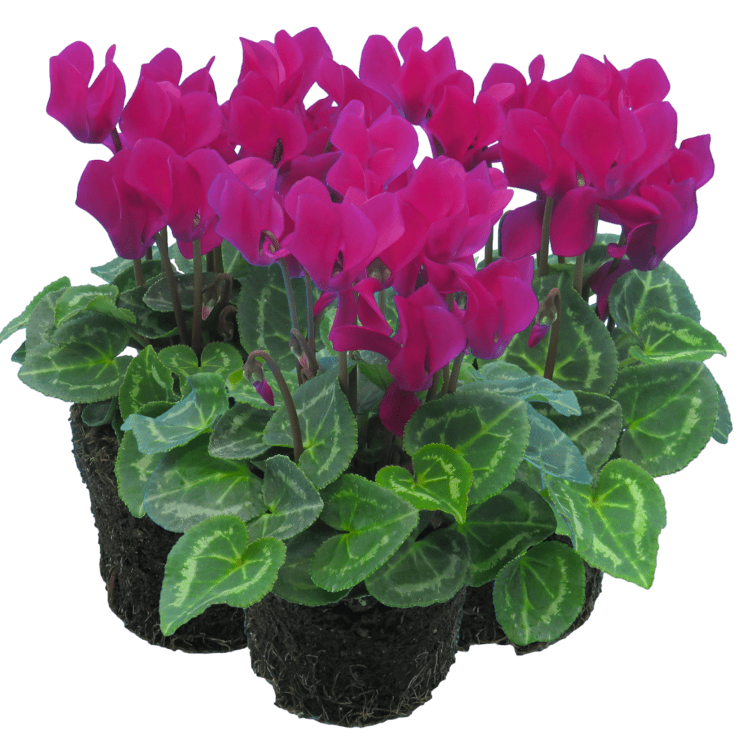 Cyclamen Purple 10.5cm - Frankton's