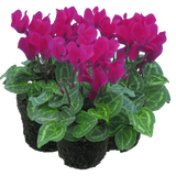 Cyclamen Purple 10.5cm - Frankton's