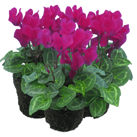 Cyclamen Purple 10.5cm - Frankton's