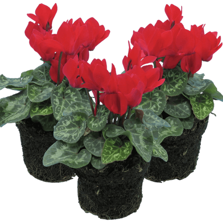 Cyclamen Red 10.5cm - Frankton's