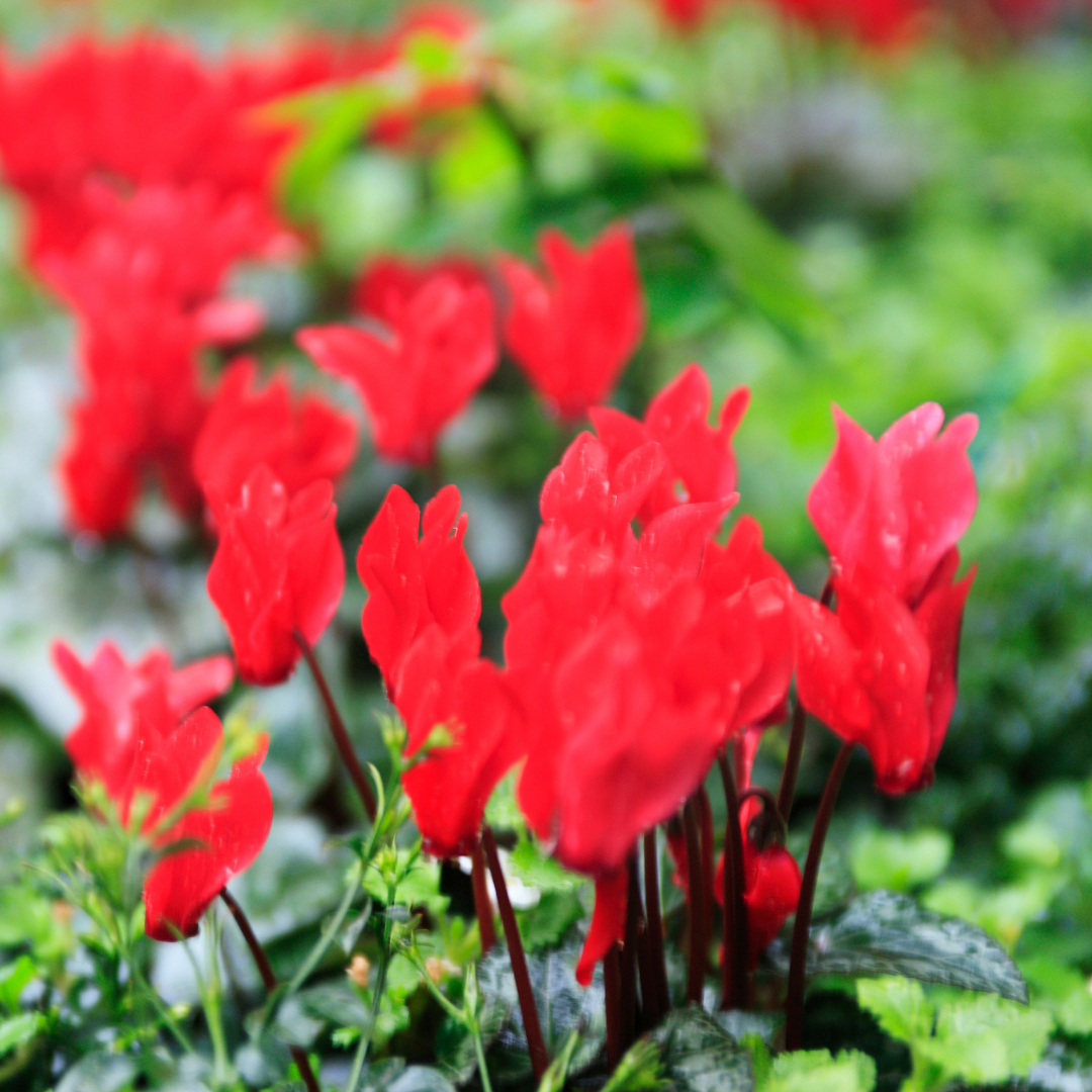 Cyclamen Red 10.5cm - Frankton's
