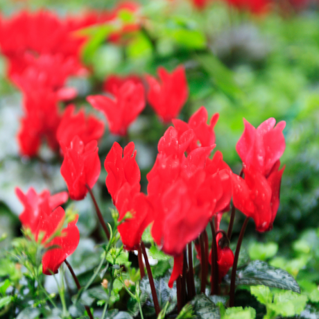 Cyclamen Red 10.5cm - Frankton's