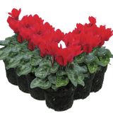 Cyclamen Red 10.5cm - Frankton's