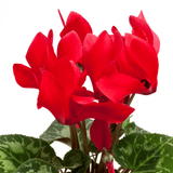 Cyclamen Red 10.5cm - Frankton's
