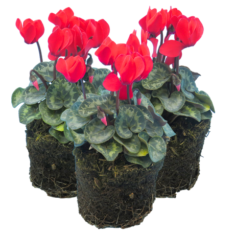 Cyclamen Scarlet 10.5cm - Frankton's