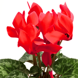 Cyclamen Scarlet 10.5cm - Frankton's