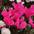 Cyclamen Silver Leaf Magenta 10.5cm - Frankton's
