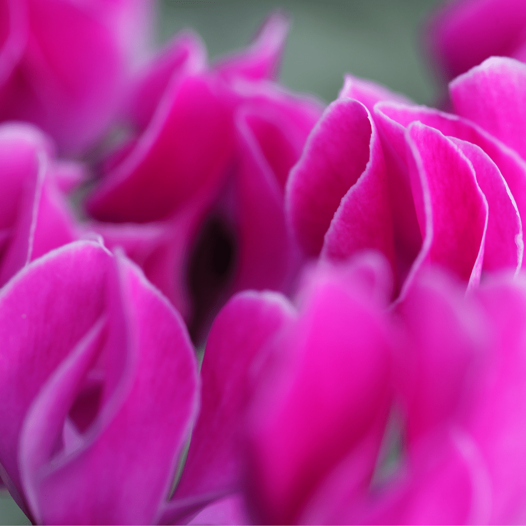 Cyclamen Silver Leaf Magenta 10.5cm - Frankton's