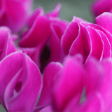 Cyclamen Silver Leaf Magenta 10.5cm - Frankton's