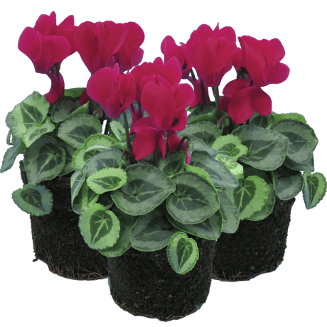 Cyclamen Silver Leaf Magenta 10.5cm - Frankton's