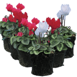Cyclamen Silver Leaf Mix 10.5cm - Frankton's