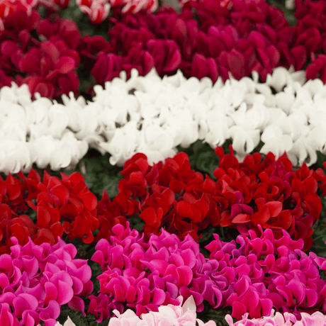 Cyclamen Silver Leaf Mix 10.5cm - Frankton's