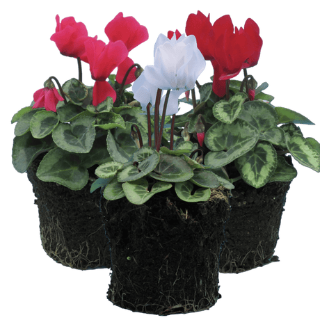 Cyclamen Silver Leaf Mix 10.5cm - Frankton's