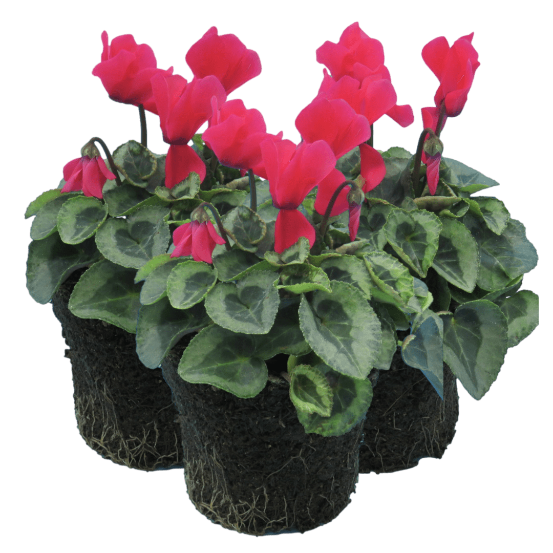 Cyclamen Silver Leaf Salmon 10.5cm - Frankton's