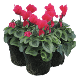 Cyclamen Silver Leaf Salmon 10.5cm - Frankton's
