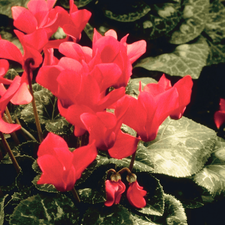 Cyclamen Silver Leaf Salmon 10.5cm - Frankton's