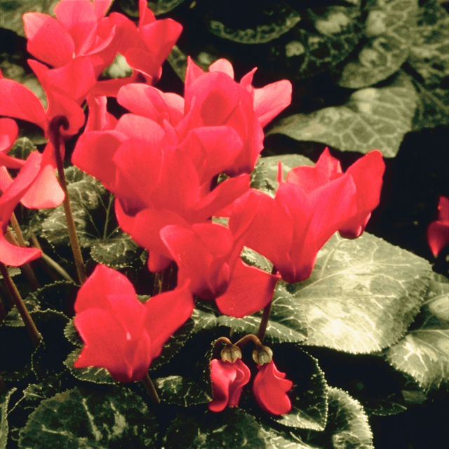 Cyclamen Silver Leaf Salmon 10.5cm - Frankton's