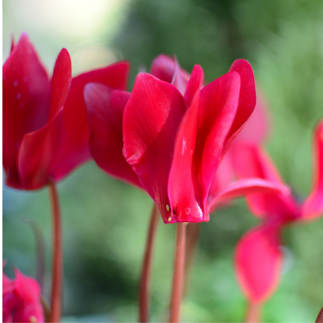Cyclamen Silver Leaf Salmon 10.5cm - Frankton's
