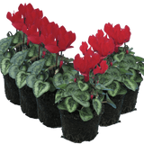Cyclamen Silver Leaf Scarlet 10.5cm - Frankton's