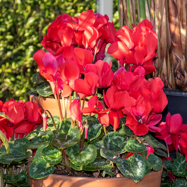 Cyclamen Silver Leaf Scarlet 10.5cm - Frankton's