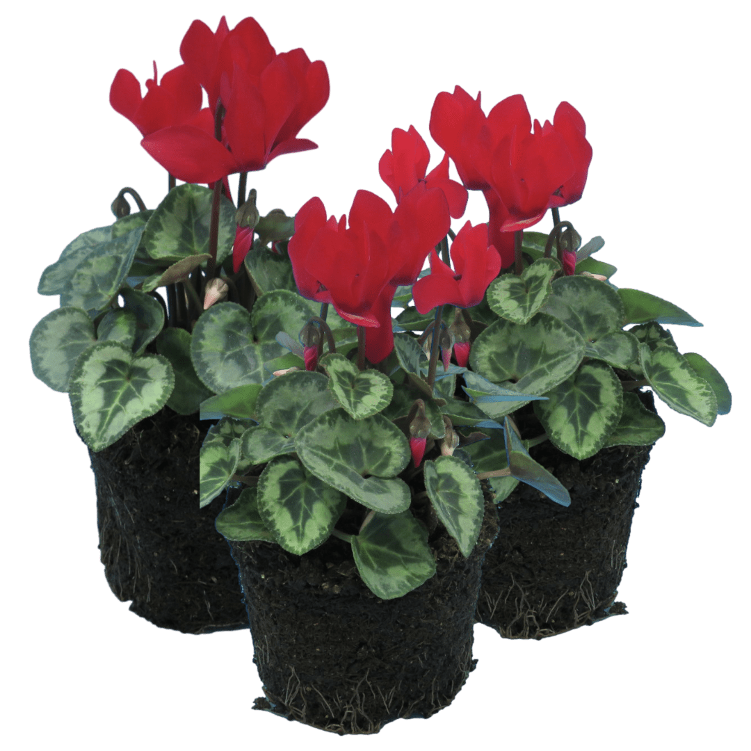Cyclamen Silver Leaf Scarlet 10.5cm - Frankton's