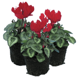 Cyclamen Silver Leaf Scarlet 10.5cm - Frankton's