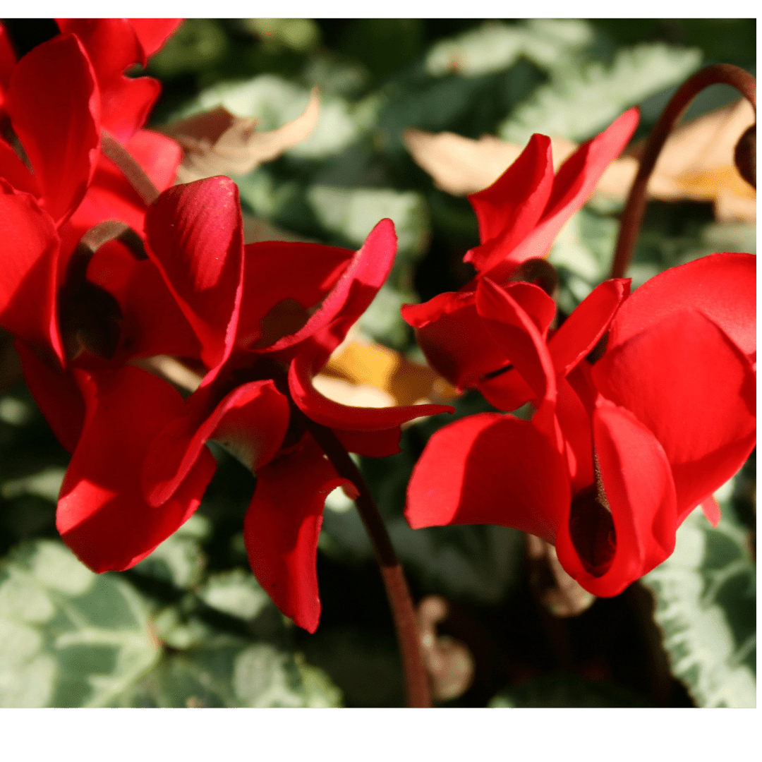 Cyclamen Silver Leaf Scarlet 10.5cm - Frankton's