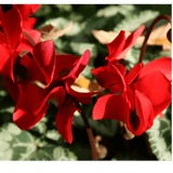 Cyclamen Silver Leaf Scarlet 10.5cm - Frankton's