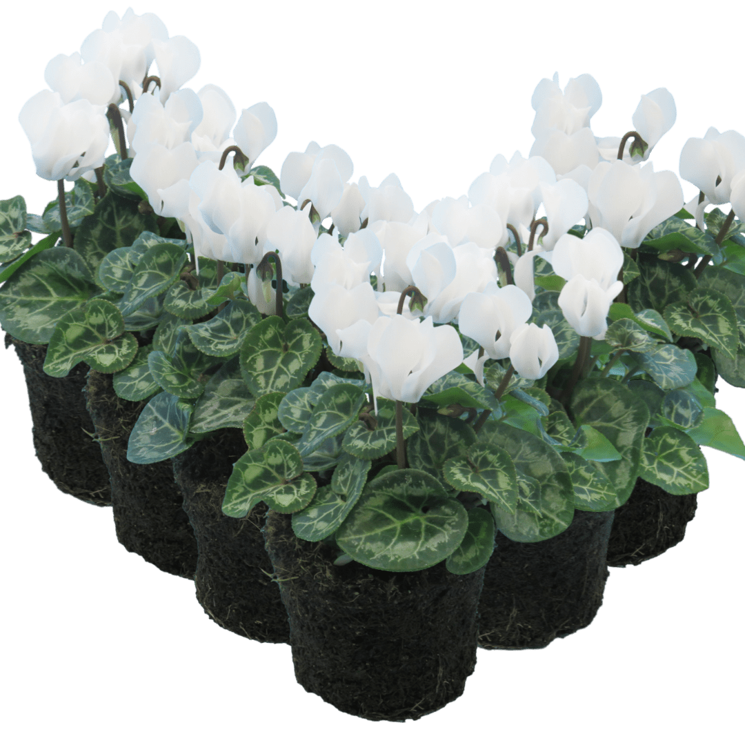 Cyclamen White 10.5cm - Frankton's