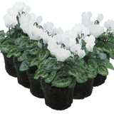 Cyclamen White 10.5cm - Frankton's