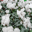 Cyclamen White 10.5cm - Frankton's