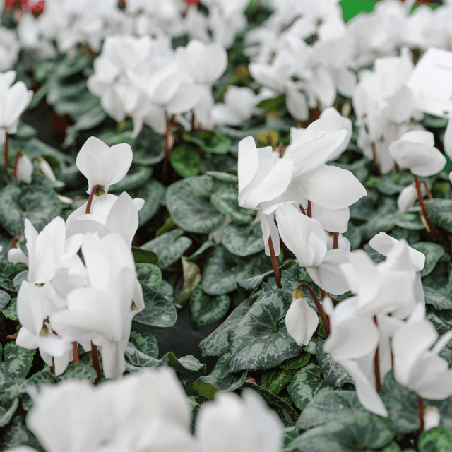 Cyclamen White 10.5cm - Frankton's