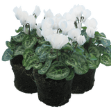 Cyclamen White 10.5cm - Frankton's