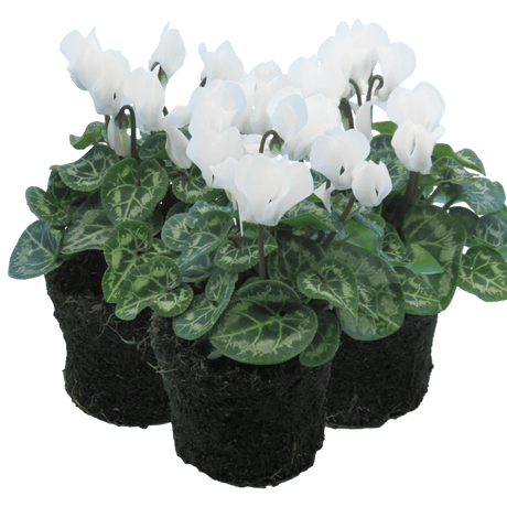 Cyclamen White 10.5cm - Frankton's