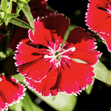 Dianthus Deep Red - Frankton's