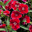 Dianthus Deep Red - Frankton's