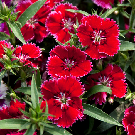 Dianthus Deep Red - Frankton's