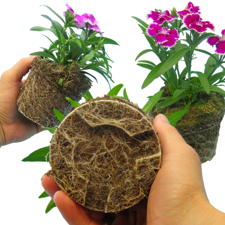 Dianthus Festival Growers selection - Frankton's