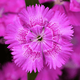 Dianthus Lilac 10.5cm - Frankton's