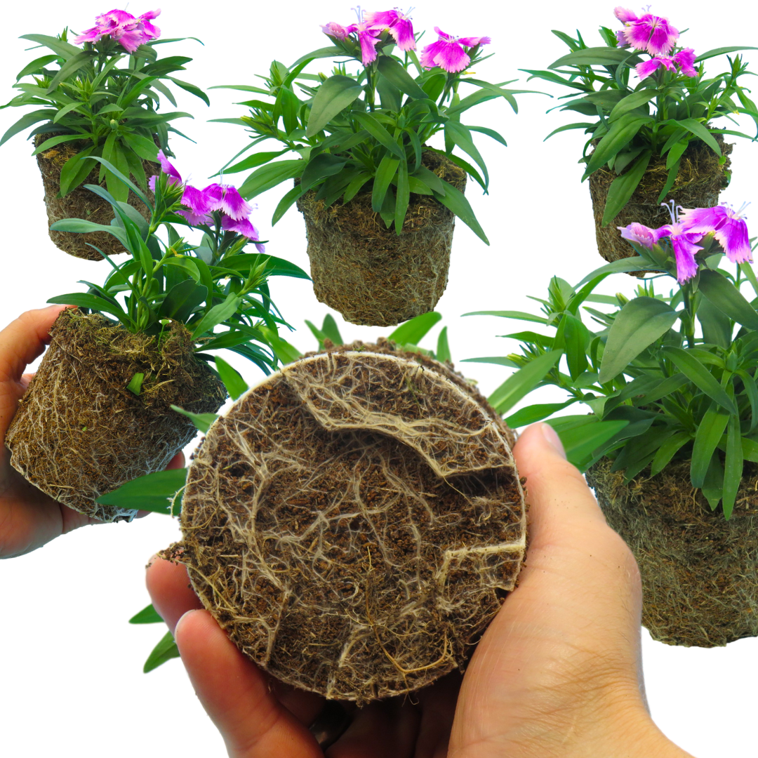 Dianthus Lilac 10.5cm - Frankton's