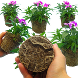 Dianthus Lilac 10.5cm - Frankton's