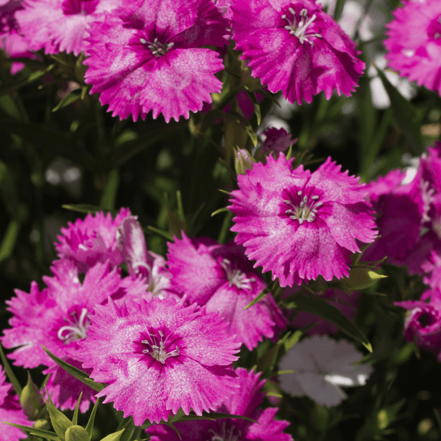 Dianthus Lilac 10.5cm - Frankton's